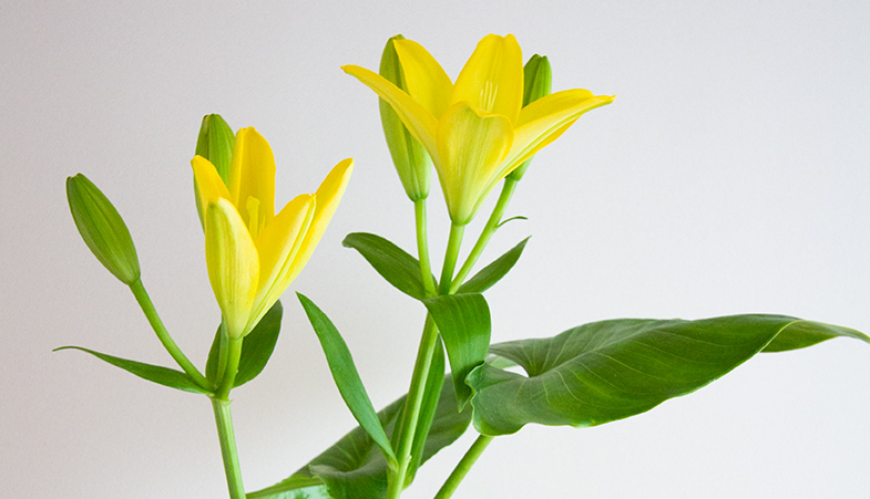 デザインでできること